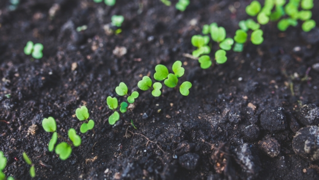 Plantas que descontaminan el suelo, Neiker