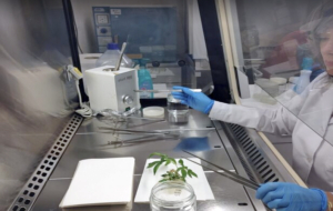 Aleovitro Biotecnología Bizkaia Euskadi Cannabis